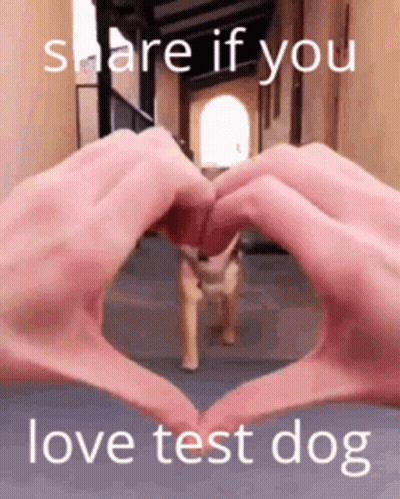 Person Making Heart Hands In Front Of Toy Dog GIF