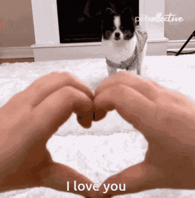 Person Making Heart Hands Saying I Love You To Small Dog GIF
