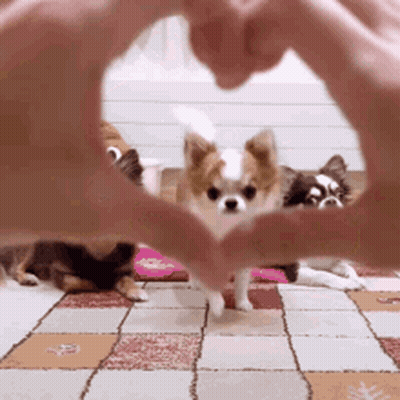 Person Making Heart Shape With Hands In Front Of Dog GIF