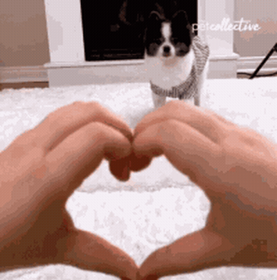 Person Making Heart With Hands In Front Of Dog GIF