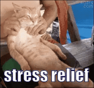 Person Massaging Cat Stress Relief GIF