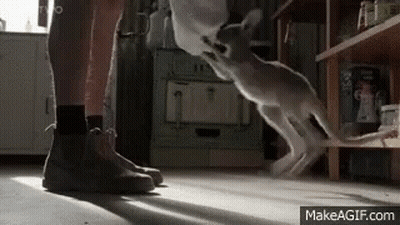 Person Next To Jumping Cat GIF