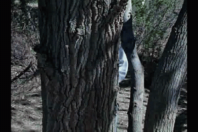 Person Peeking From Behind Tree Trunk GIF