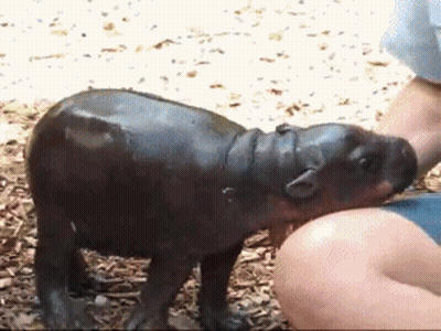 Person Petting Baby Hippopotamus GIF