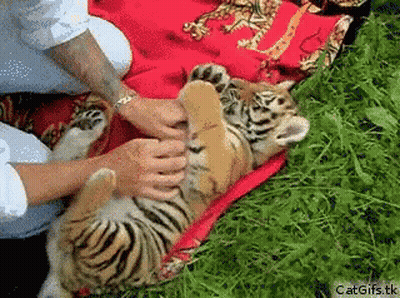 Person Petting Baby Tiger