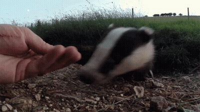 Person Petting Badger In Field GIF