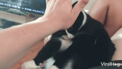 Person Petting Black And White Cat GIF
