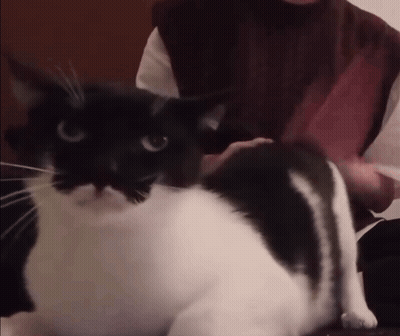 Person Petting Black And White Cat GIF