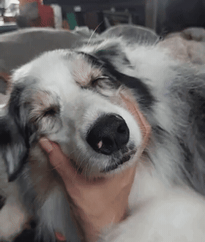 Person Petting Black And White Dog GIF
