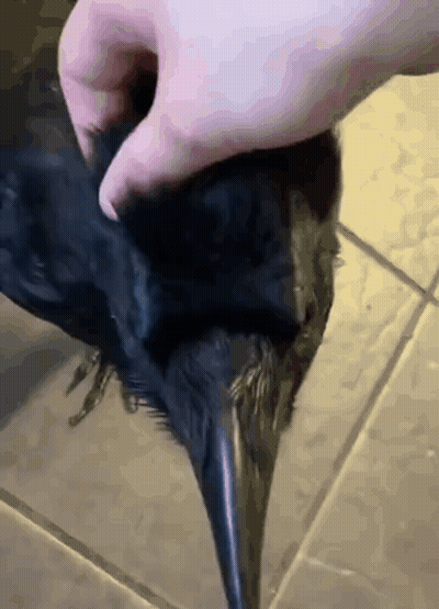 Person Petting Black Bird On Tiled Floor GIF