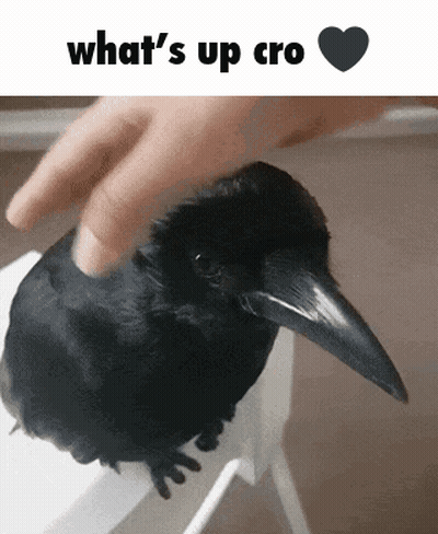 Person Petting Black Bird Says What's Up Cro GIF