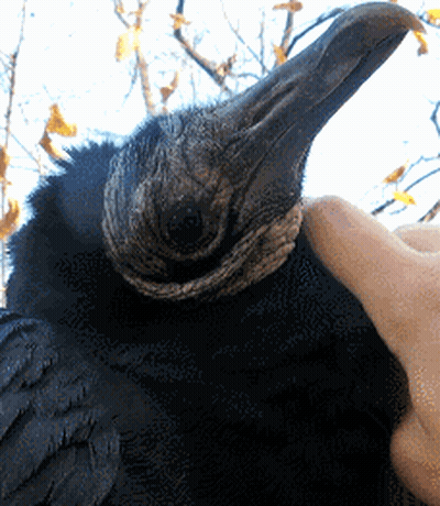 Person Petting Black Bird With Large Beak GIF