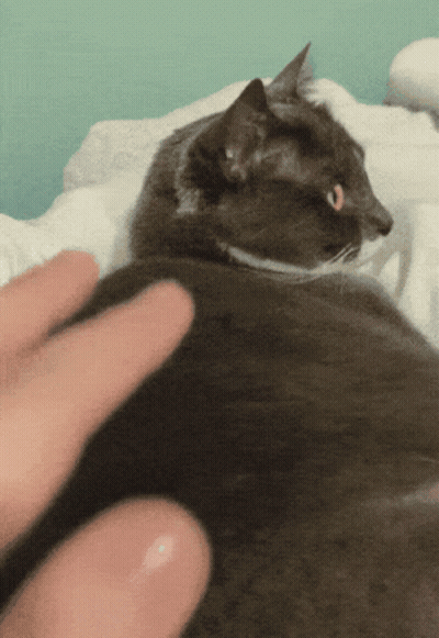 Person Petting Black Cat On Bed GIF