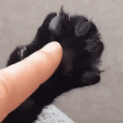 Person Petting Black Cat Paw GIF