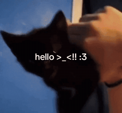 Person Petting Black Cat Saying Hello > _ < !! : 3 GIF