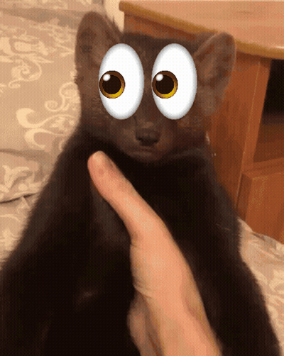 Person Petting Black Cat With Cartoon Eyes GIF