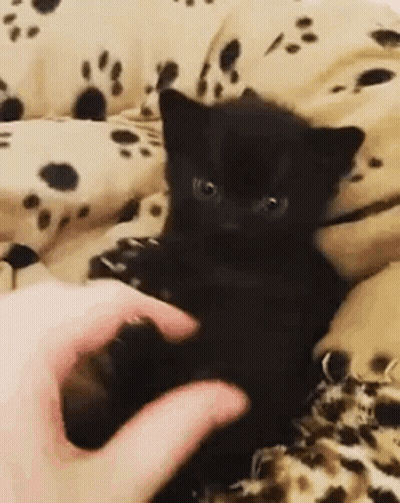 Person Petting Black Kitten On Couch GIF