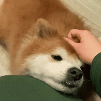 Person Petting Brown And White Dog GIF