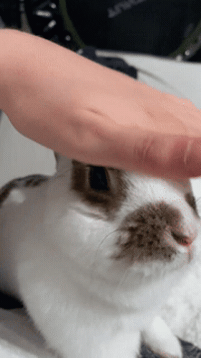 Person Petting Brown And White Rabbit GIF