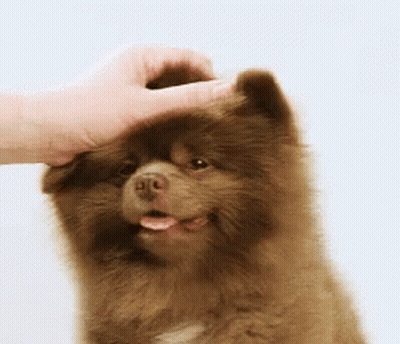 Person Petting Brown Dog GIF