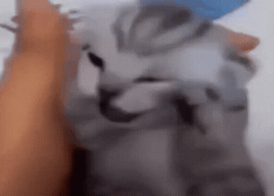 Person Petting Cat GIF