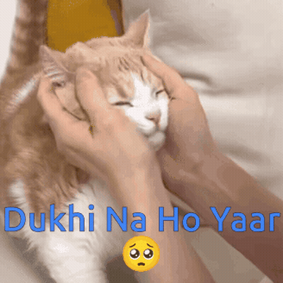Person Petting Cat Dukhi Na Ho Yaar GIF