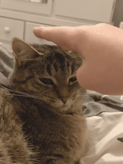 Person Petting Cat GIF