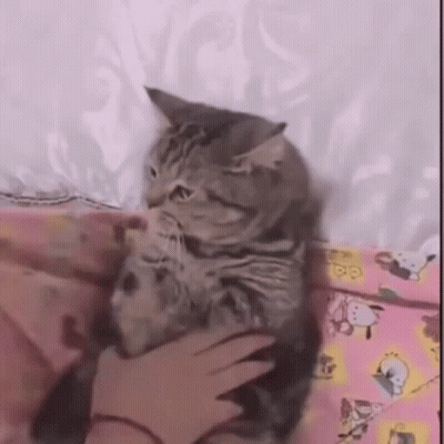 Person Petting Cat On Bed With Pink Pillow GIF