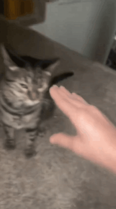 Person Petting Cat on Couch