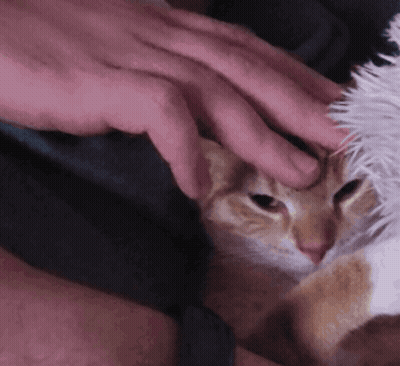 Person Petting Cat's Face GIF