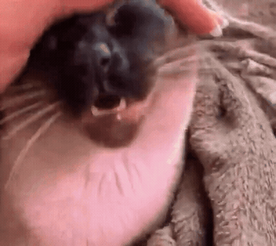 Person Petting Cat's Face GIF