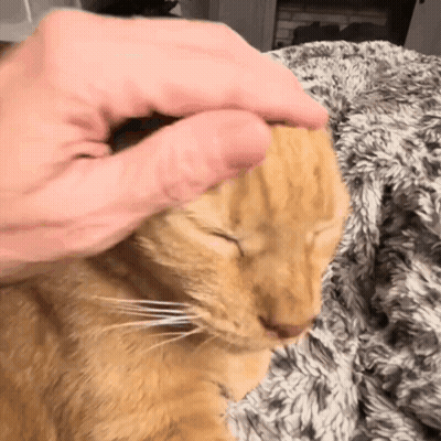 Person Petting Cat's Head GIF