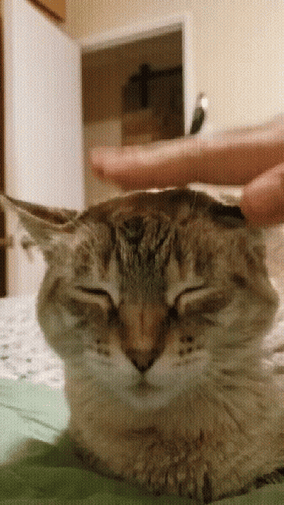 Person Petting Cat's Head With Finger GIF
