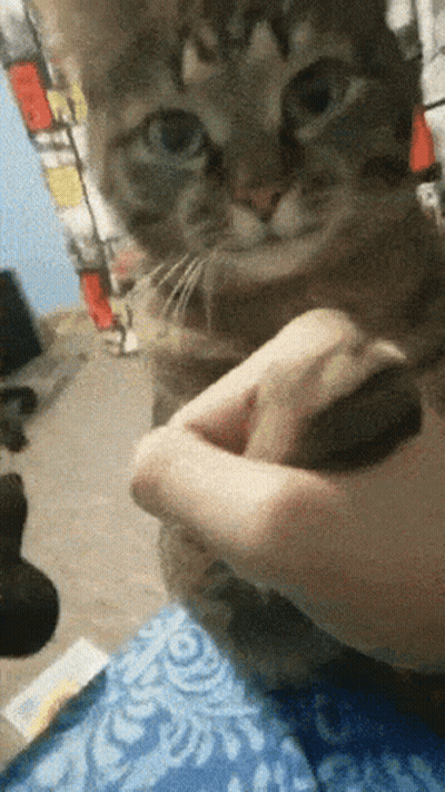 Person Petting Cat's Nose GIF