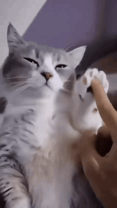 Person Petting Cat's Paw Looking At Camera GIF