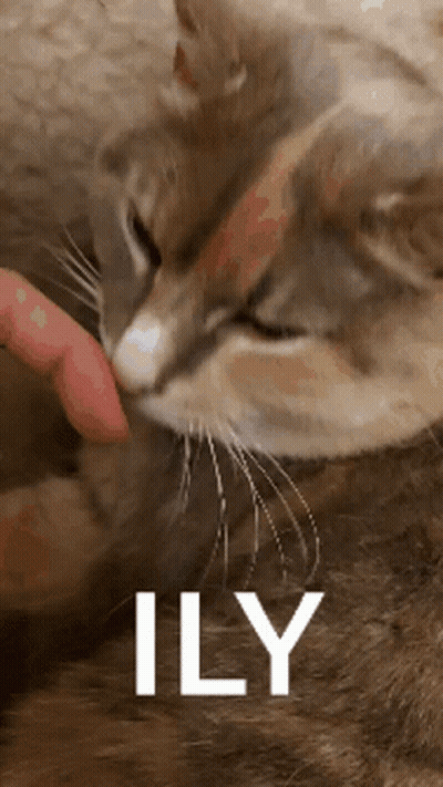 Person Petting Cat Saying Ily GIF