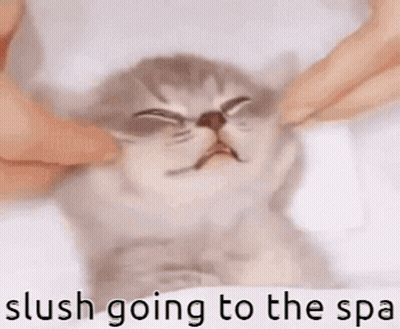 Person Petting Cat Slush Going To The Spa GIF