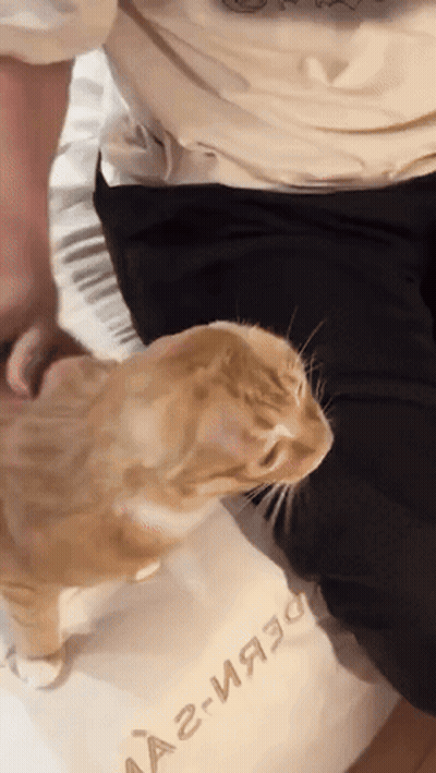 Person Petting Cat Wearing A2-Ия30 Shirt GIF