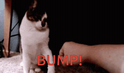 Person Petting Cat With Bump GIF