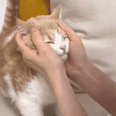 Person Petting Cat With Eyes Closed GIF
