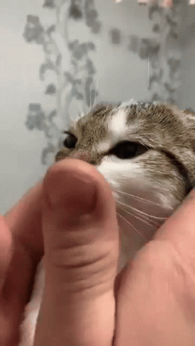Person Petting Cat GIF