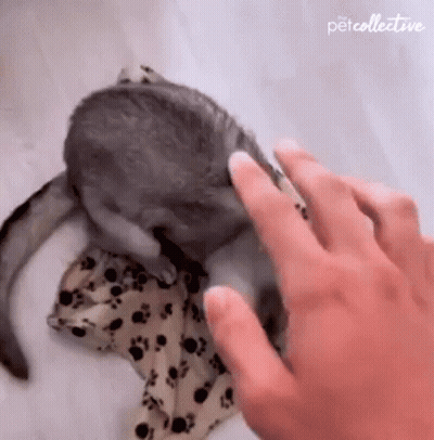 Person Petting Chinchilla On Blanket GIF