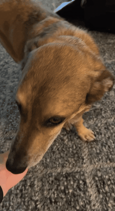 Person Petting Dog GIF