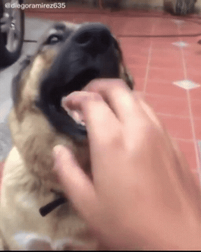 Person Petting Dog Hashtag Diegoramirez635 GIF