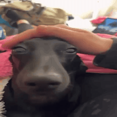 Person Petting Dog Head With Pink Blanket GIF