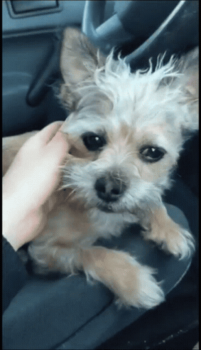 Person Petting Dog In Car Seat GIF