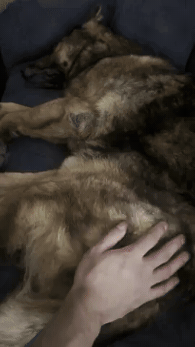 Person Petting Dog Laying On Couch GIF