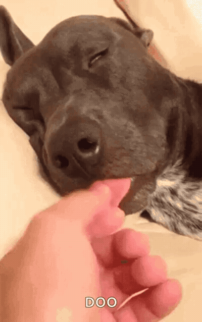 Person Petting Dog Nose Doo GIF