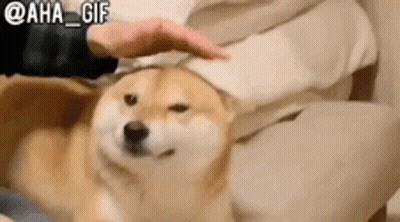 Person Petting Dog On Couch GIF