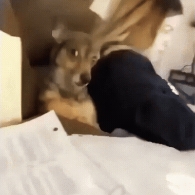 Person Petting Dog On Desk GIF